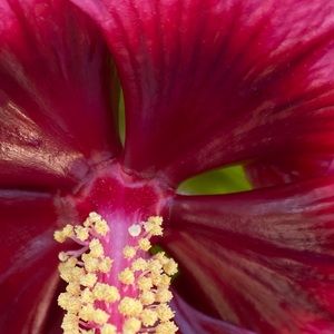 Meet your Posher, Savannah